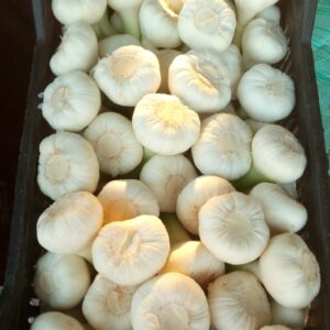 الثوم الابيض الفريش.Fresh white garlic