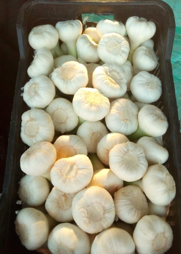 الثوم الابيض الفريش.Fresh white garlic