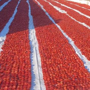 طماطم مجففه بالشمس Sun dried tomatoes