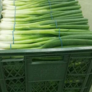 بصل اخضر فوتون Photon green onions