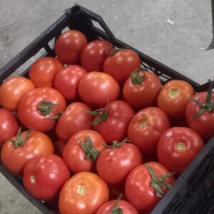 طماطم فريش Fresh tomatoes